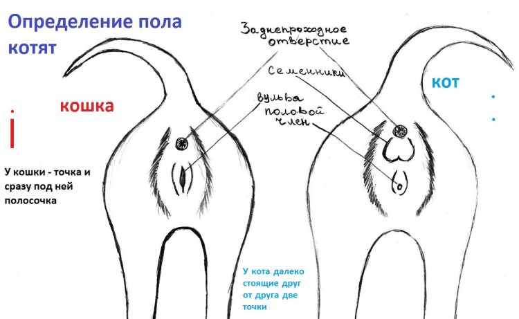 У котенка выпадает шерсть