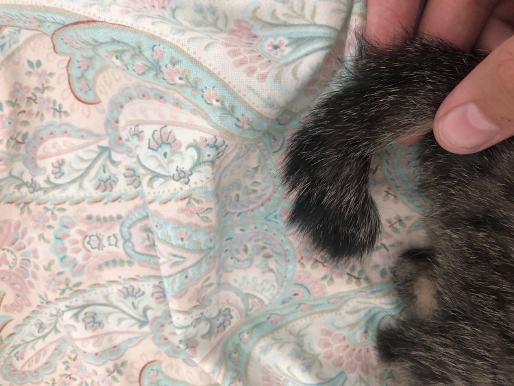 Как почистить железы собаке