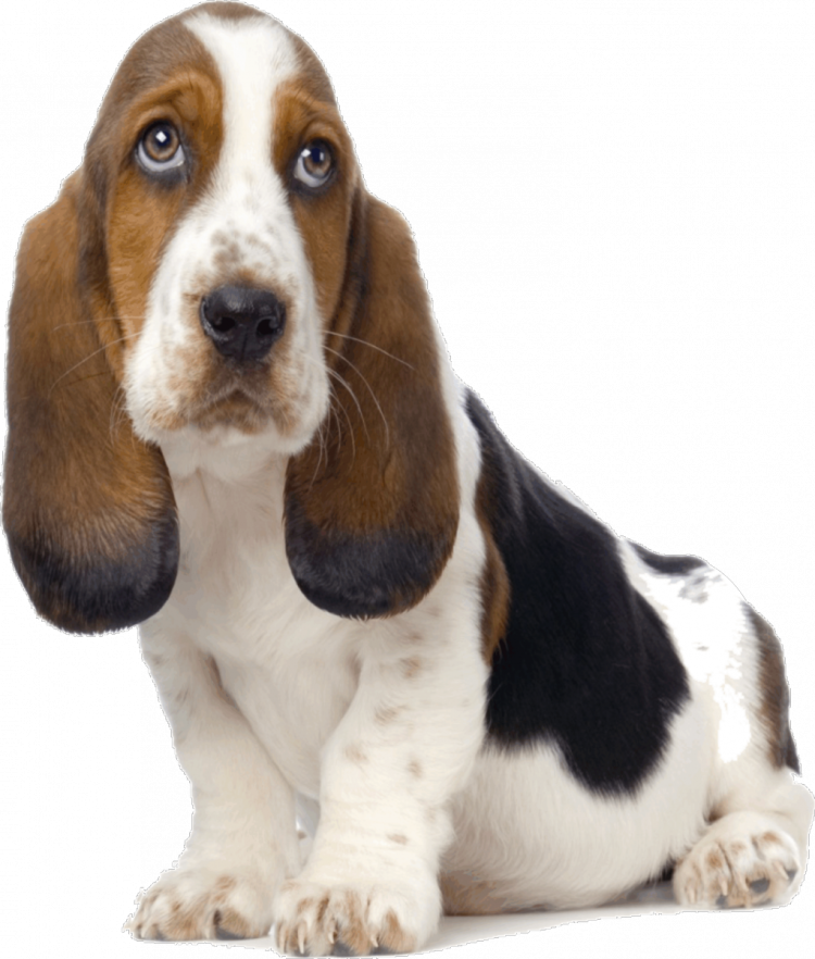 Бигль собака