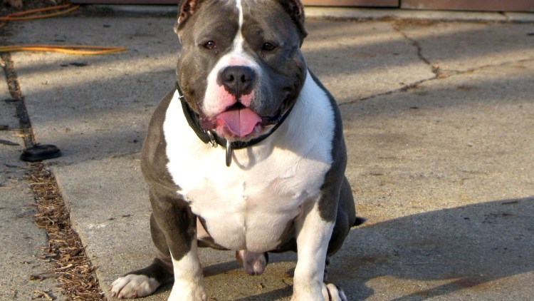 Булли стандарт