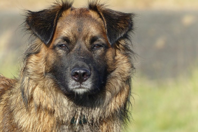 Большая дворовая собака