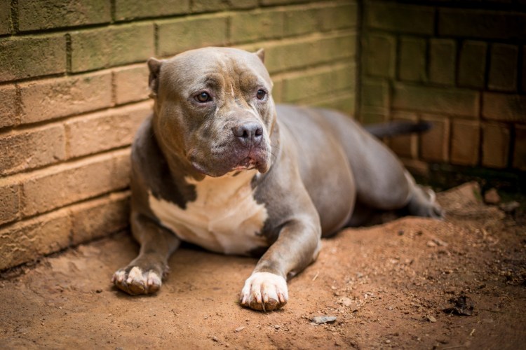 Американский булли басты