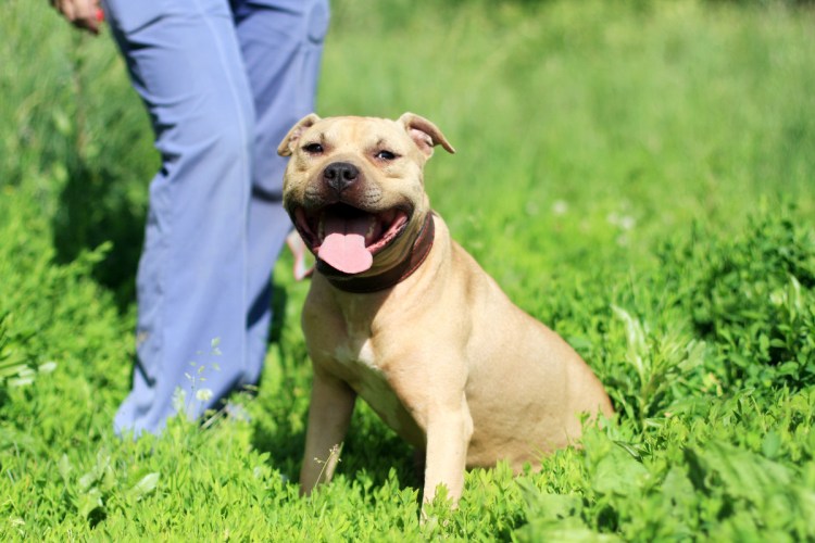 Американский питбультерьер черный