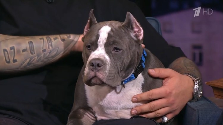 Американский булли Баста