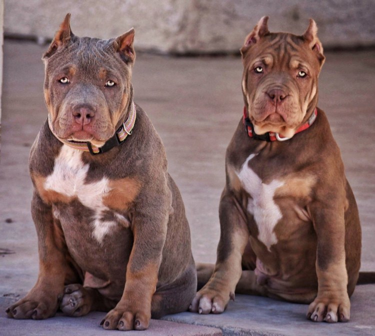 Баффет булли порода собак