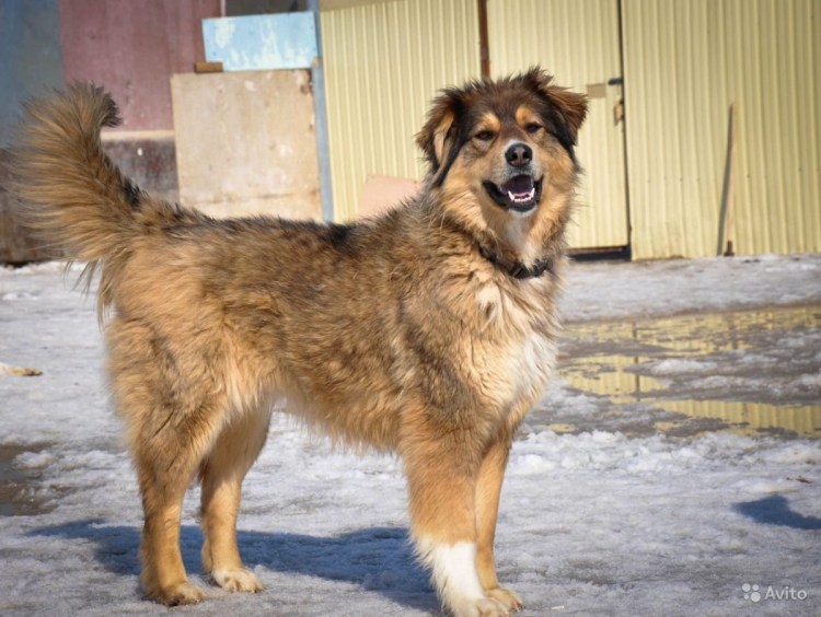 Баста собака