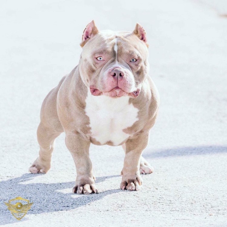 Булли Веном