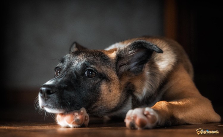 Кабель собака