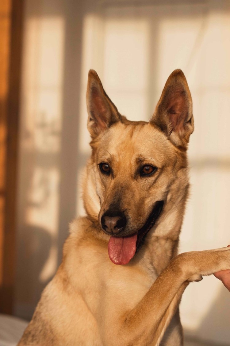 Тоби собака порода