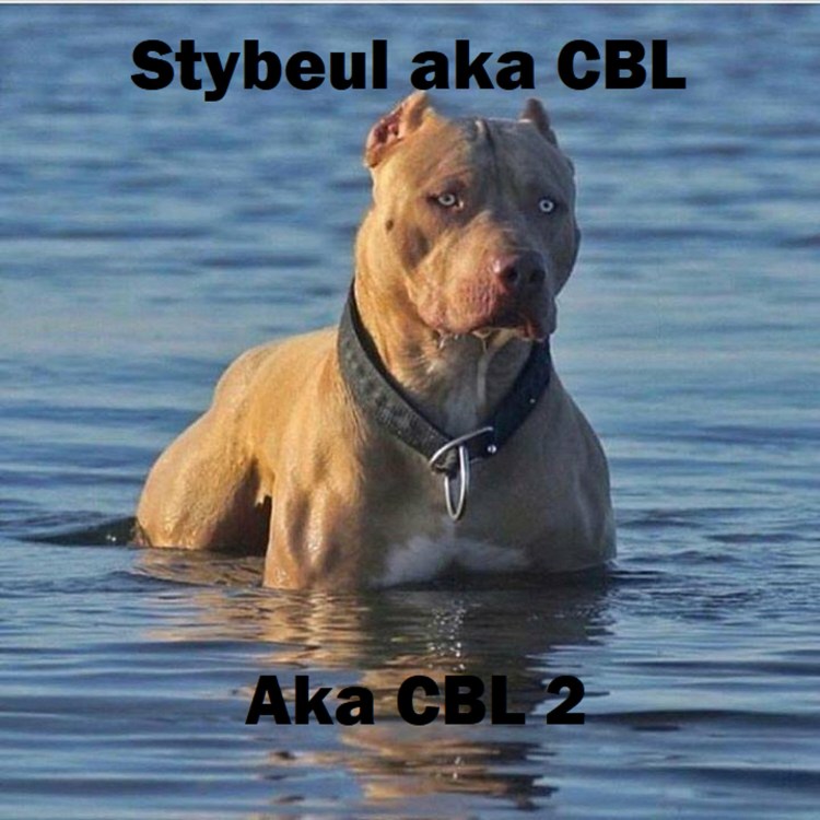 Американский булли и питбуль