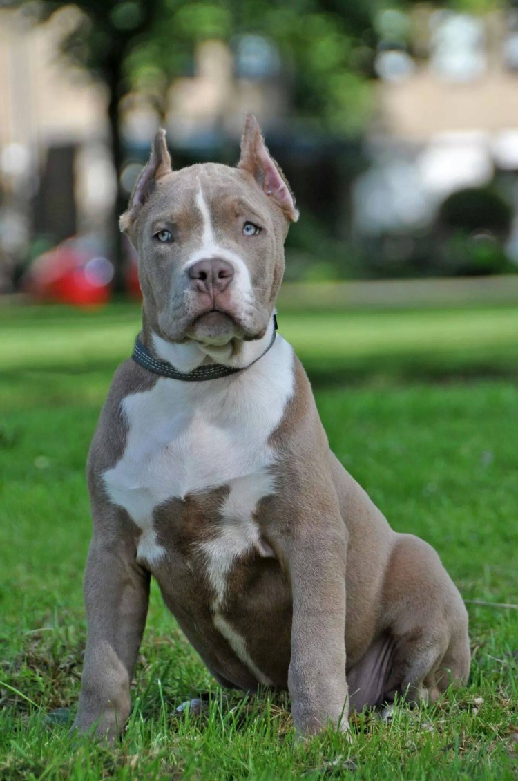 Американский стаффордширский терьер улыбается