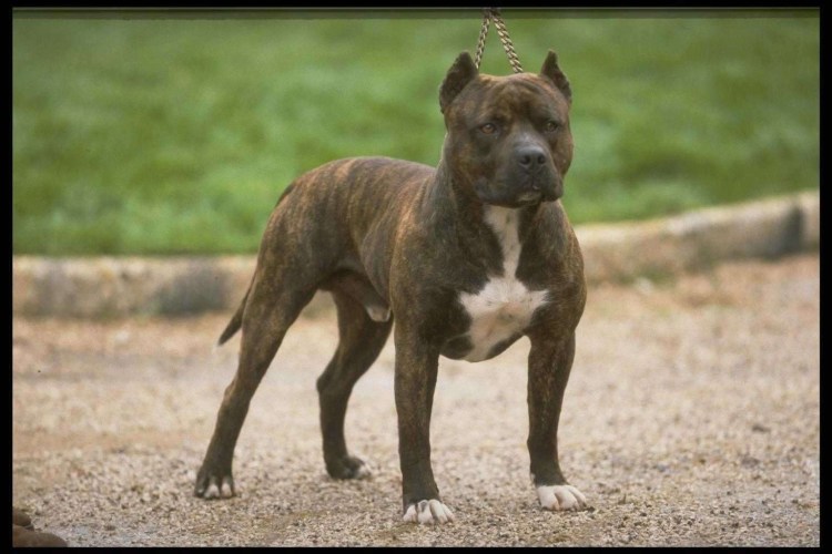 Американский питбультерьер качок