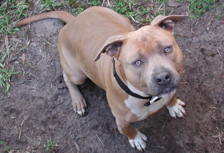 Американский стаффордширский терьер рыжий