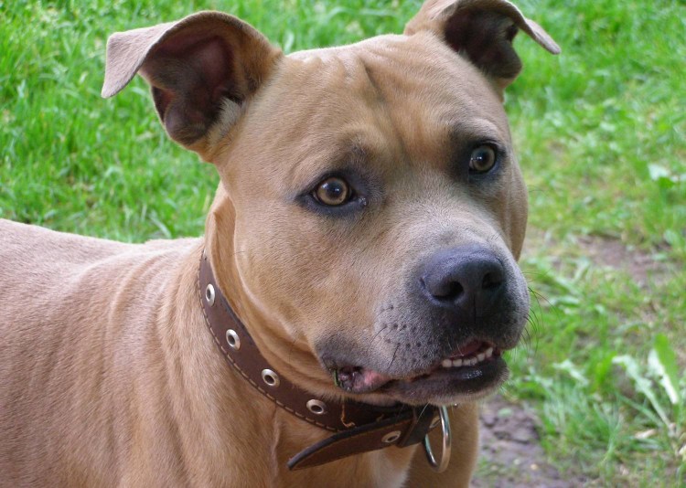 Питбультерьер золотистый