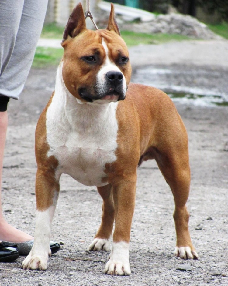 Американский стаффордширский терьер добрый