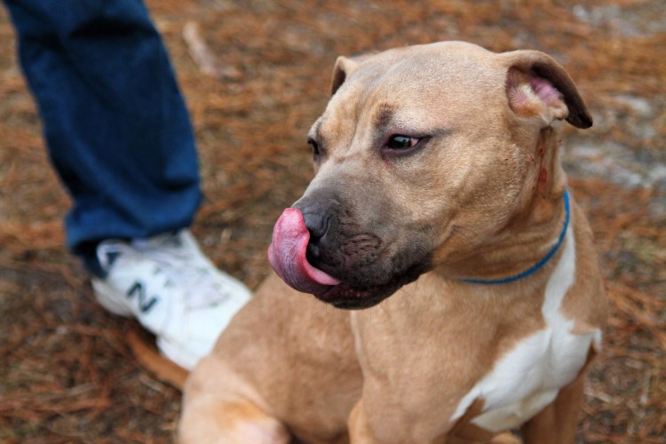 Американский стаффордширский терьер серый