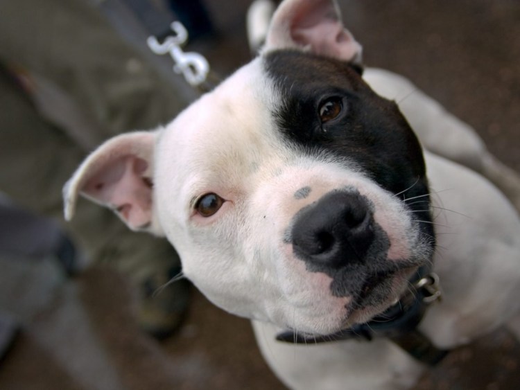 Американский стаффордширский терьер