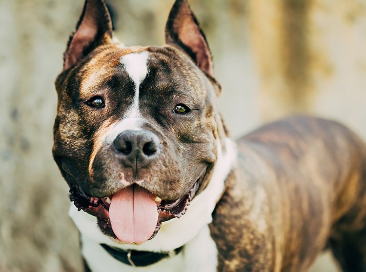 Стаффордширский терьер морда