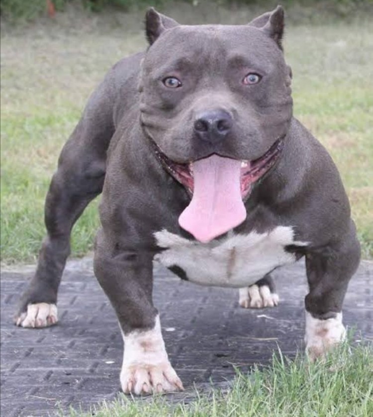 Питбуль Стаффорд амстафф