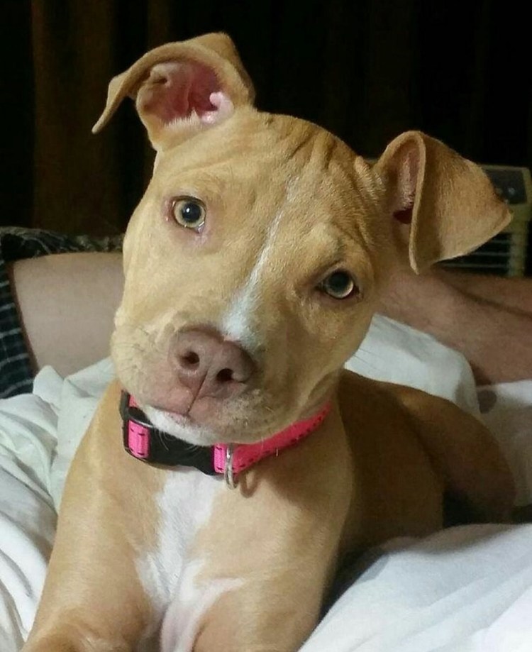 Американский питбультерьер