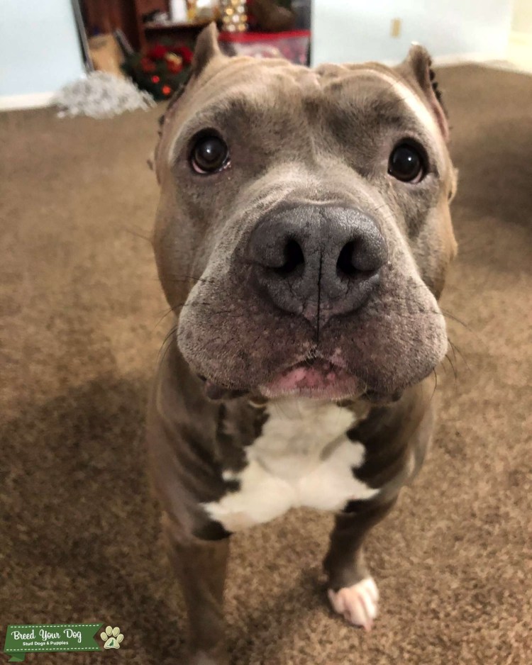 Гладкошерстный стаффордширский терьер