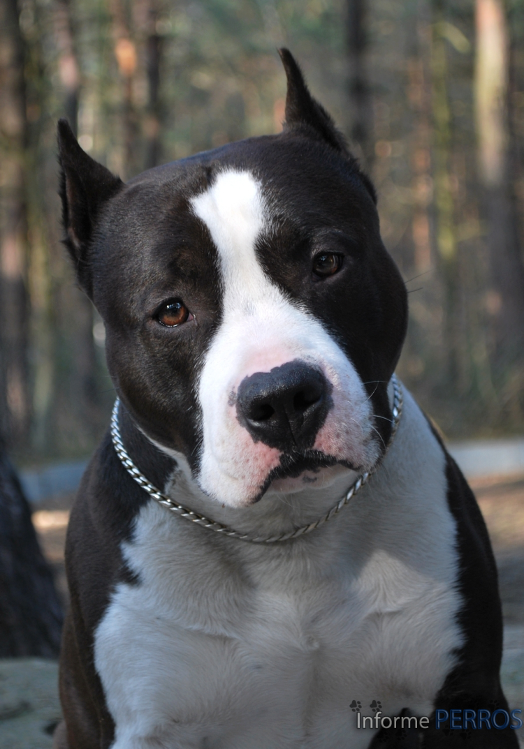 Стаффордширский бультерьер тигровый