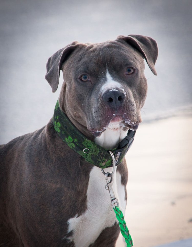 Американский питбультерьер ч