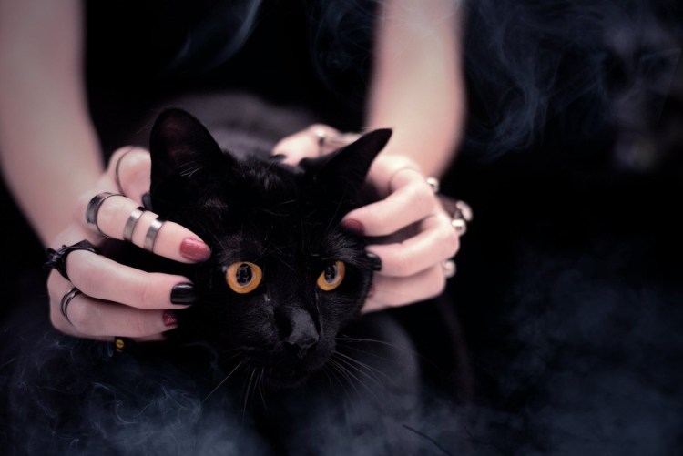 Кот в ведьминской шляпе