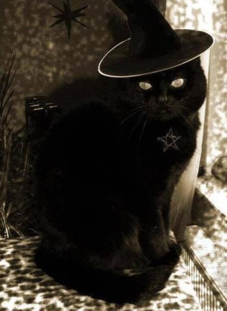 Кошка в шляпе