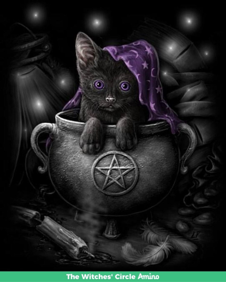 Кот чародей