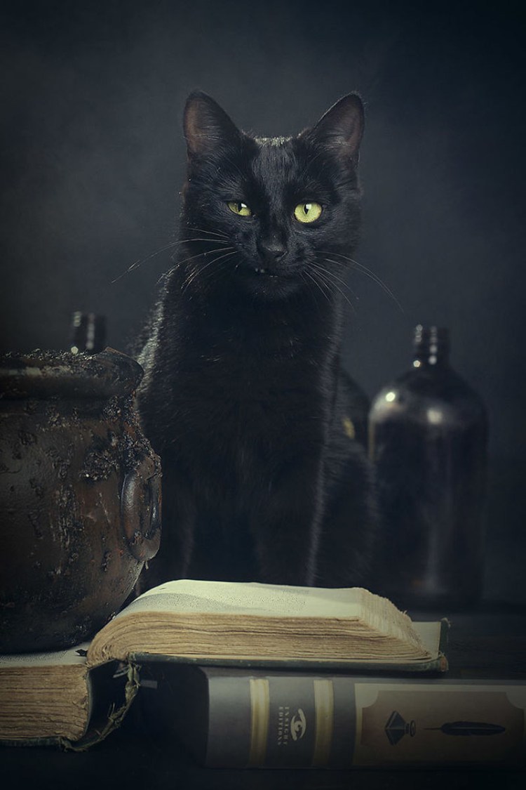 Ведьма с кошкой