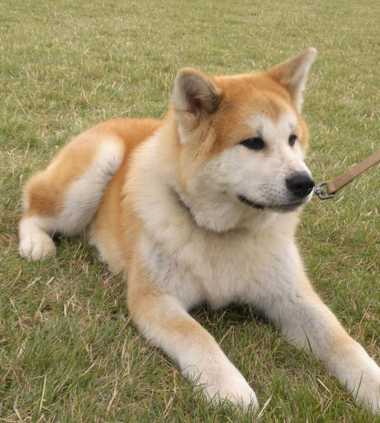 Собака породы Акито ину