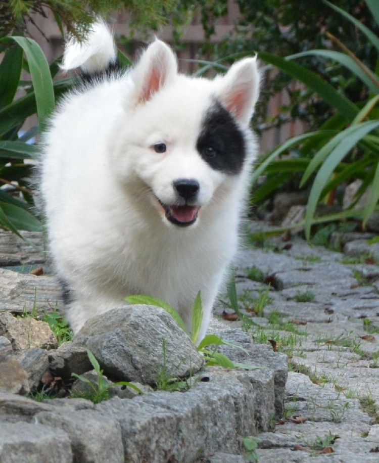 Сиба-ину породы собак