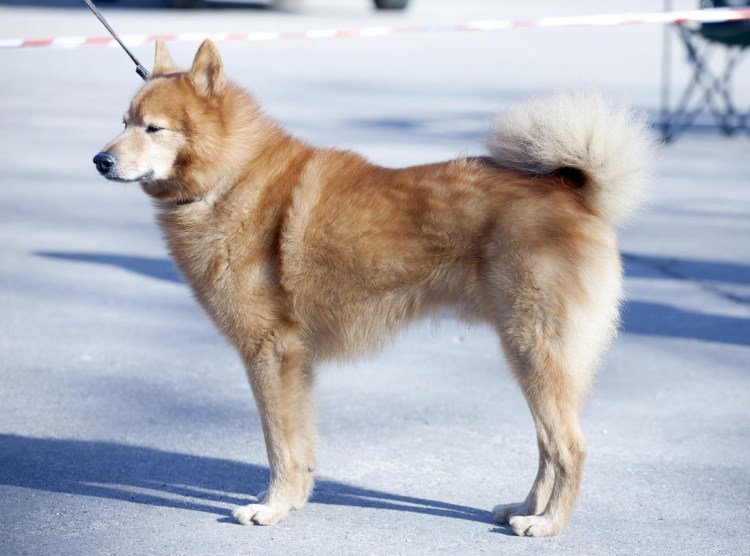 Аляскинский Акита