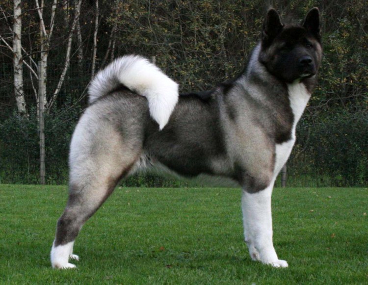 Самоедская лайка гипоаллергенная