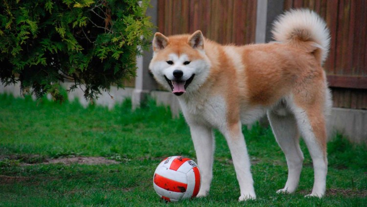 Аляскинский кли-Кай