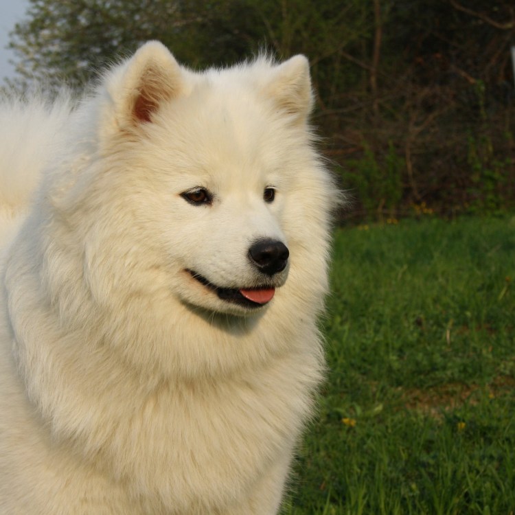 Западносибирская лайка