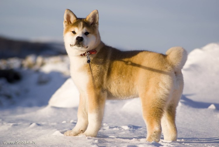 Аляскинский маламут породы собак