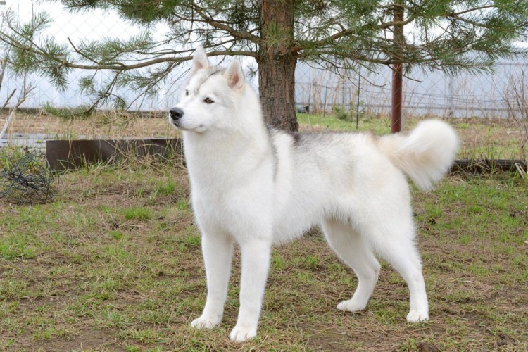 2 Акита ину