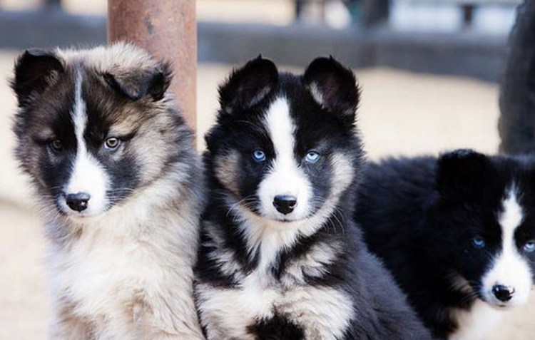 Лайка Акита ину