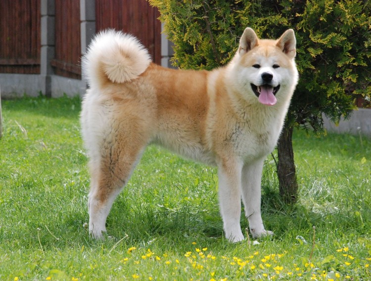 Канадская Акита ину