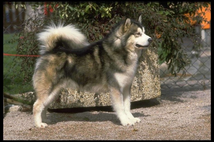 Японская Акита ину