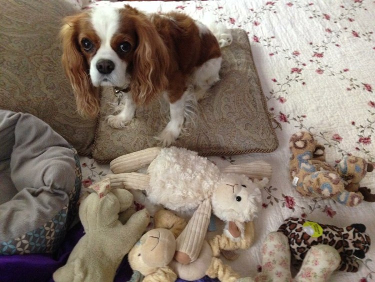 Беременная собака игрушка