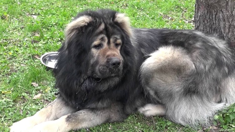 Кавказская овчарка волкодав