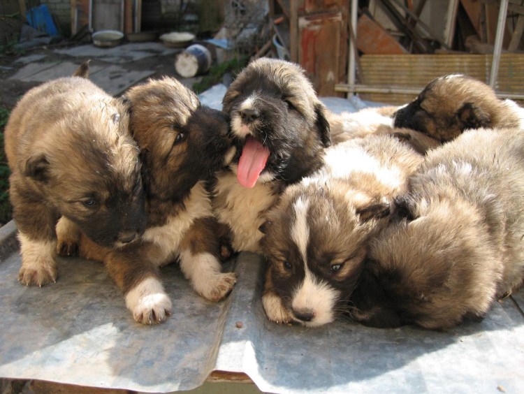 Горная Кавказская овчарка