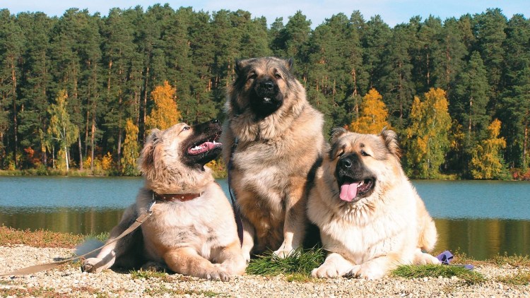 Кавказский волкодав