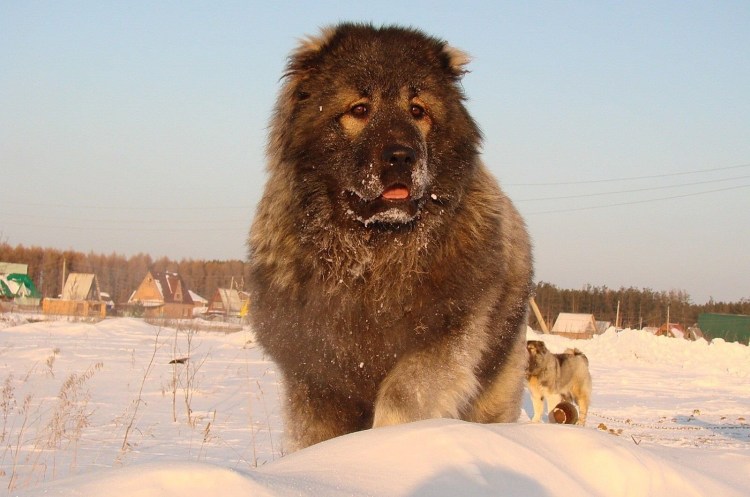 Кавказская овчарка ЗТП