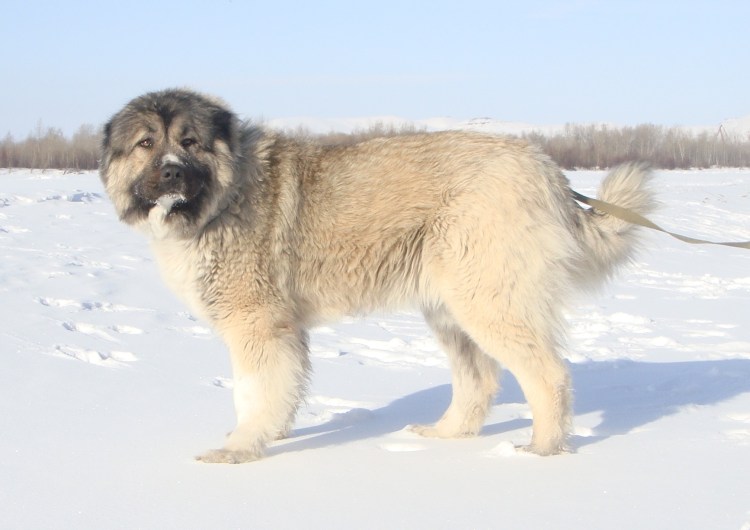 Нагази Грузинская овчарка