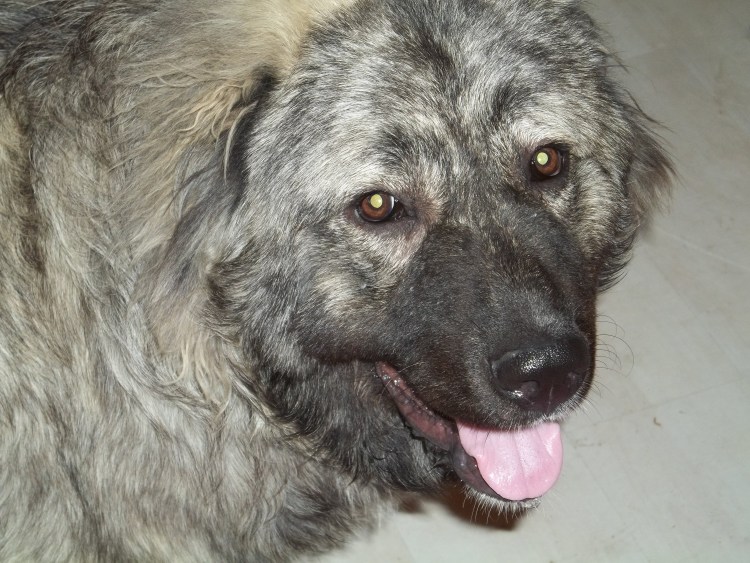 Кавказская овчарка среднешерстная