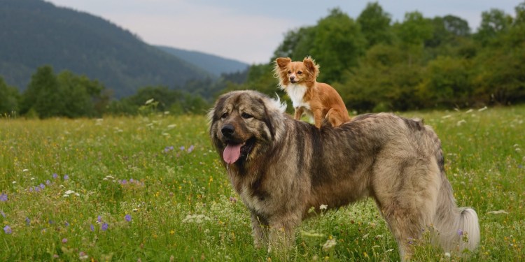 Кавказская овчарка ощенилась